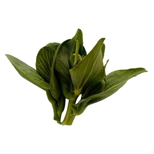 青菜苔新鲜苏北露天霜冻菜心白菜薹嫩菜心现摘苏州青菜苔油菜苔