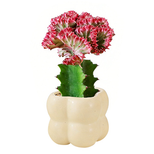 玉麒麟盆栽耐旱植物室内易养独特盆景彩麒麟掌龙骨海棠金色大多肉