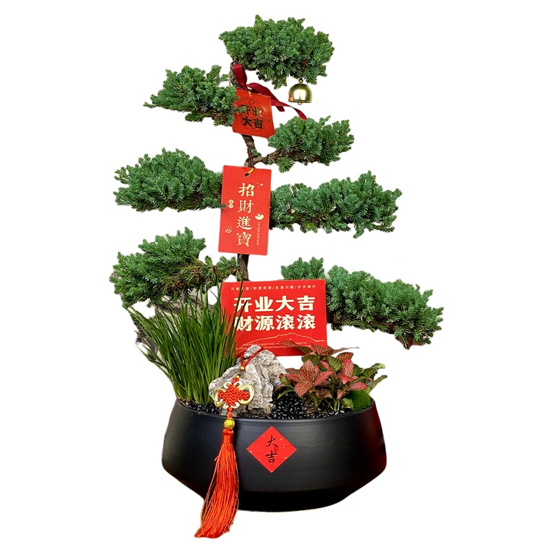 七层塔松盆栽开业大吉礼品绿植摆件迎客松盆景送领导乔迁礼物植物