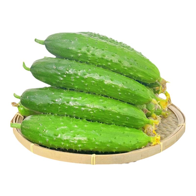 新鲜小黄瓜青瓜5斤东北旱黄瓜农家沙拉蔬菜生吃水果荷兰海阳白玉