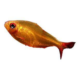 甜心柠檬灯鱼巴西进口甜心超级柠檬灯热带观赏鱼水草缸群游活体鱼