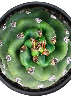 员外旋风天轮仙人柱多肉植物