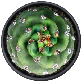 植物员外 龙卷风 螺旋天伦柱 旋风天轮柱 仙人柱仙人球多肉植物