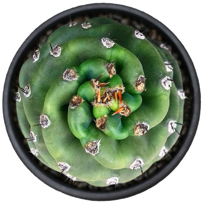 员外旋风天轮仙人柱多肉植物