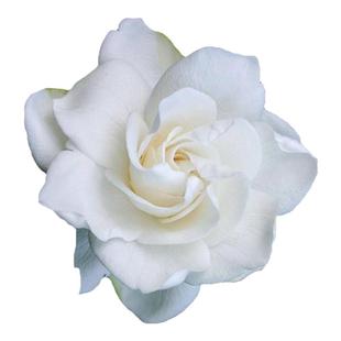 海蒂的花园栀子花盆栽树苗开花浓香花卉植物庭院阳台常绿植物