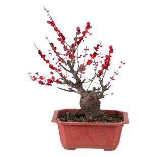 腊梅带花苞梅花盆景腊梅花树苗盆栽老桩室内蜡梅冬季花卉适合植物