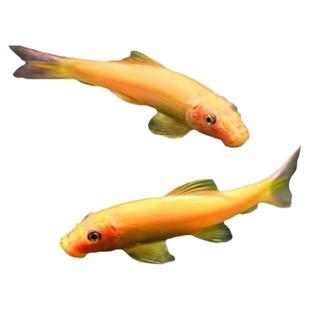 观赏鱼金苔鼠鱼清道夫淡水好养除藻工具鱼鱼缸清洁工热带鱼吃粪便