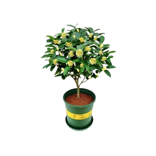 四季桂花盆栽老桩桂花树苗植物盆景室内懒人花卉浓香阳台庭院月桂