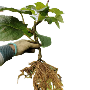 软枣猕猴桃树果苗红心弥猴桃苗盆栽庭院地栽水果树苗果树四季种植