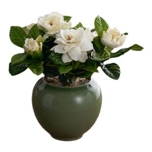 栀子花盆栽花卉带花苞绿植办公室内开花盆景四季好养清香植物摆件