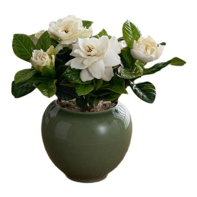 【真的很香】爆花栀子花