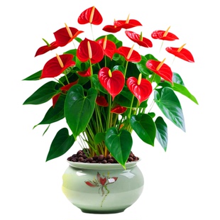 特大号红掌盆栽带花大叶大花客厅绿植室内好养植物办公室桌面花卉