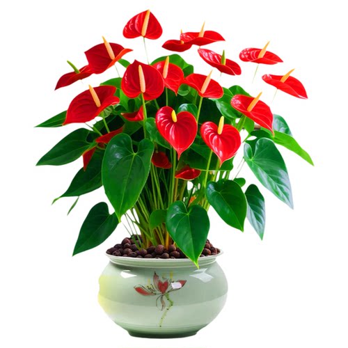 特大号红掌盆栽带花大叶大花客厅绿植室内好养植物办公室桌面花卉