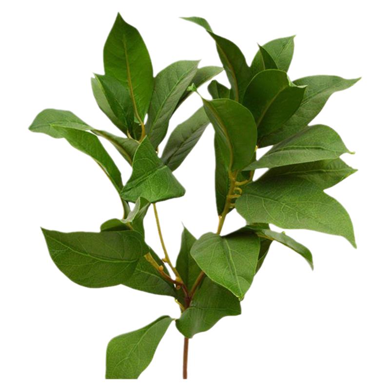 海蒂的花园地中海月桂树苗易活好养香叶香料四季常绿棒棒糖材料