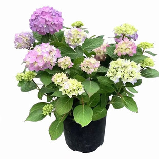 绣球花苗无尽夏大花绣球八仙花室内阳台花盆栽花卉耐寒四季开大花