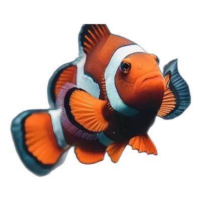 公子小丑鱼尼莫海水鱼新手入门