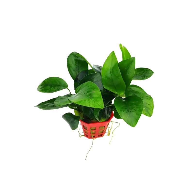 浮萍植物合集水芙蓉净化水质