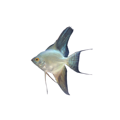 神仙鱼燕鱼德系蓝魔鬼燕鱼