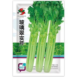 芹菜种籽芹菜种孑四季小香芹种子西芹青菜菜苗实心芹菜种籽菜秧苗