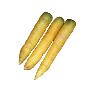 黄石胡萝卜种子黄色胡萝卜荷兰水果奶油胡萝卜蔬菜种籽禾之元种业