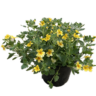 银香菊花卉盆栽耐寒有香味多年生百搭风庭院阳台棉衫菊银叶植物