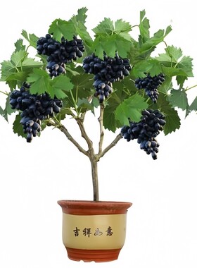 巨峰葡萄苗爬藤四季种植耐寒