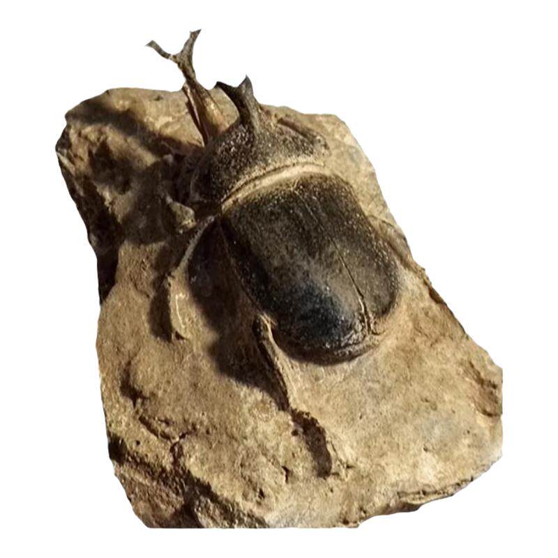 标本模型远古海洋生物装饰昆虫
