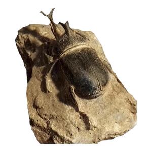 标本模型远古海洋生物装饰昆虫