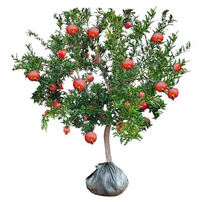 石榴树树苗突尼斯软籽石榴苗盆栽庭院果树特大带土无籽甜石榴树苗