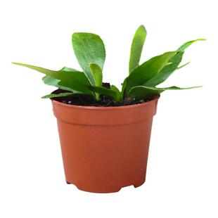 蕨类植物网纹草水陆缸DIY微景观盆栽造景室内水培小苗铁线蕨绿植