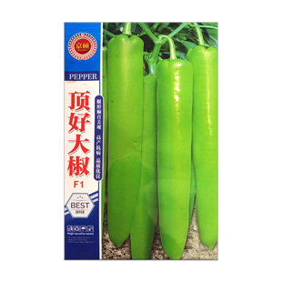 顶好大椒种子特大牛角椒种籽苗秧辣椒青椒籽种香辣高产蔬菜孑秧苗