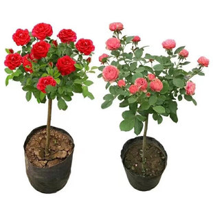 棒棒糖月季开花树桩大花卉植物庭院四季带花玫瑰树状特大月季花苗