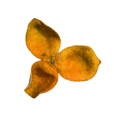 2025年新会梅江冬后大红皮茶枝柑