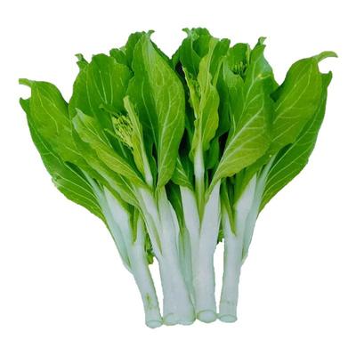 6号早熟白梗菜薹四季甜脆农家