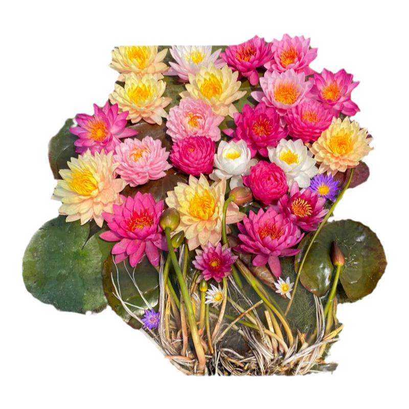 睡莲水培植物带花苞四季水养包活