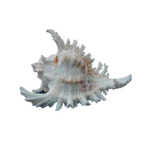 天然海螺贝壳 白千手菊花螺 可听海风声创意橱窗地台鱼缸造景摆件