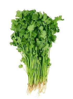 香菜种子四季易种耐热耐抽苔阳台水果蔬菜种子水果农家大叶香菜