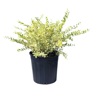 银姬小蜡球树苗别墅庭院耐寒四季常青彩叶绿化色块花镜植物金姬球