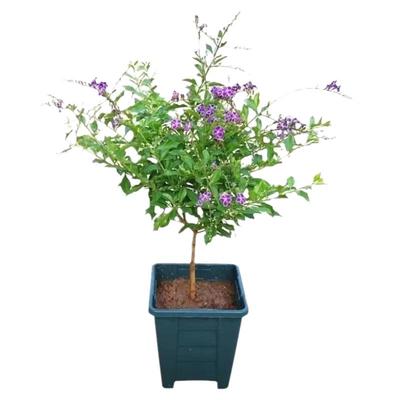 蓝精灵 巧克力花 蕾丝紫金露多年生木本植物阳台庭院耐热耐旱花卉