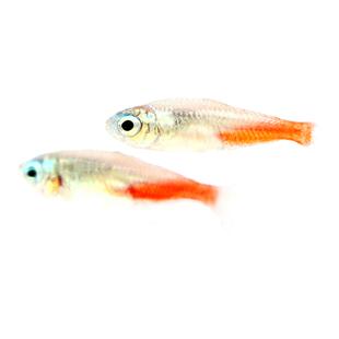 钻石灯鱼水族淡水草鱼缸新红莲霓虹灯鱼阿氏波鱼群游小型灯鱼活体