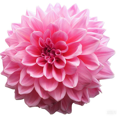 虹越大丽花种球根小女孩