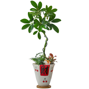 【八方来财】鸭掌木盆栽发财树室内招财绿植办公室送礼好养活花卉