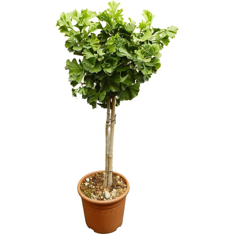 银杏树苗旱金绿叶庭院种植好生长