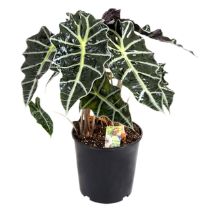 小仙女海芋盆栽黑叶芋观音莲室内耐阴办公桌面水培绿植物净化空气