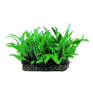 前景水草阴性草鱼缸装饰造景植物迷你草固定淡水增氧懒人入门套餐