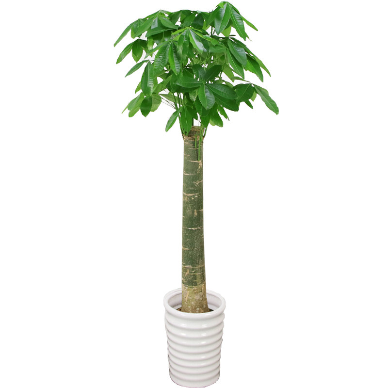 大盆栽发财树绿植基地直销