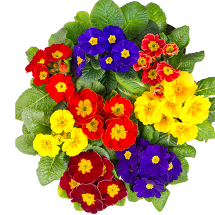 报春花种子50粒樱花草晚景花籽花镜室内阳台盆栽多年生秋播春开花