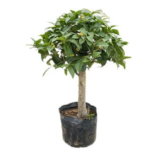 四季桂花盆栽矮霸桩桂花树苗植物景室内卉带花苞浓香阳台庭院月桂