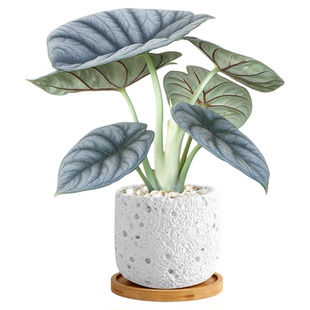 白犀牛海芋小盆栽情绪稳定绿植盆栽室内植物办公室桌面绿植四季好