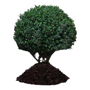 龟甲冬青树苗龟甲冬青球小叶冬青球四季常青庭院绿化苗景观造型苗